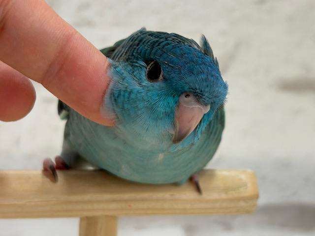 【最新画像・動画更新🪄】つやつや💎.*全方位完璧ちゃん🐣🫧サザナミインコ(ターコイズ) ヒナ