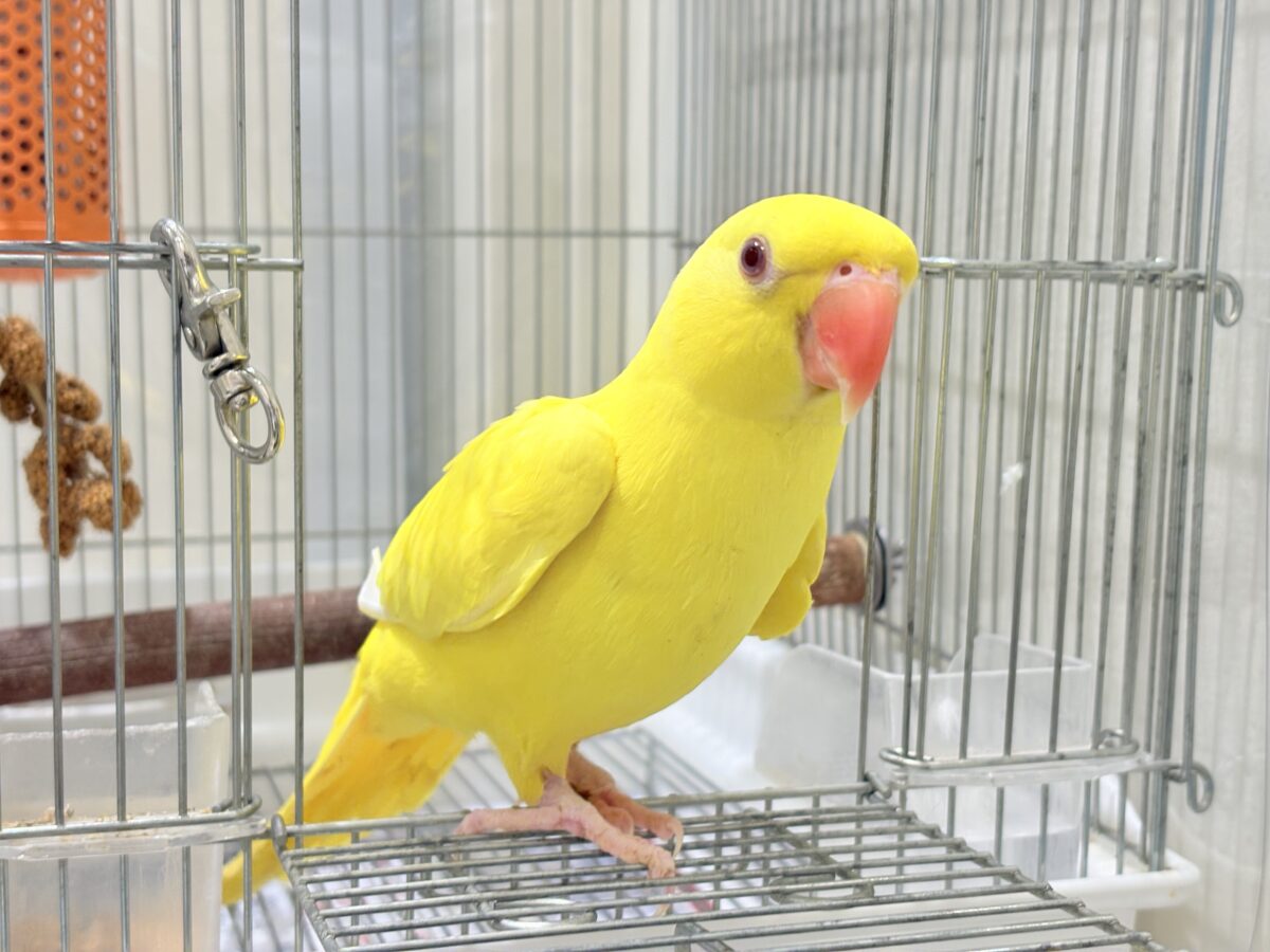ワカケホンセイインコ（月の輪インコ）