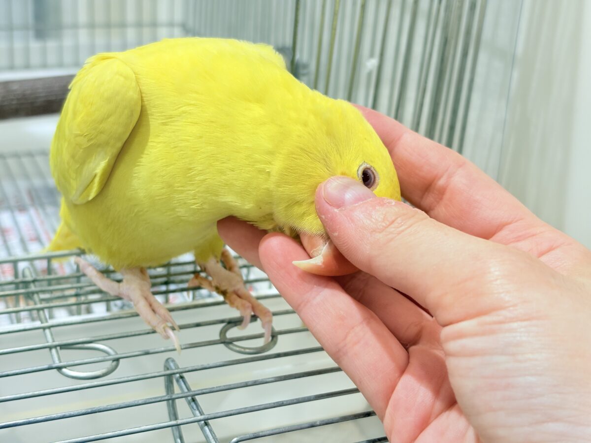 【最新画像更新🪄ひとり餌になりました☆】千葉店初🌟みんなをメロメロにさせちゃうゾ🐥🪇ワカケホンセイインコ(ルチノー) ヒナ ワカケホンセイインコ(月の輪インコ)