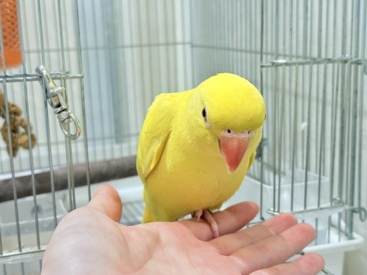 ワカケホンセイインコ（月の輪インコ）
