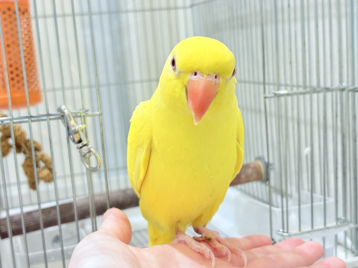 ワカケホンセイインコ（月の輪インコ）