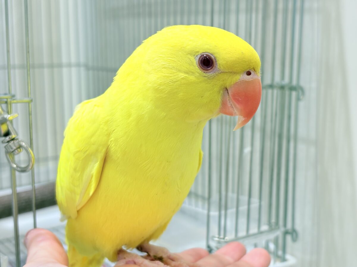 【最新画像更新🪄ひとり餌になりました☆】千葉店初🌟みんなをメロメロにさせちゃうゾ🐥🪇ワカケホンセイインコ(ルチノー) ヒナ ワカケホンセイインコ(月の輪インコ)