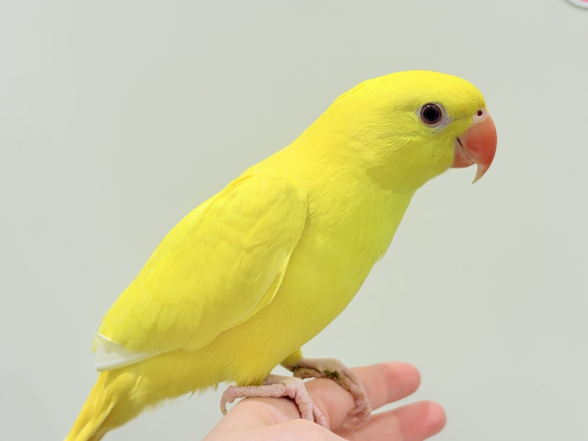【最新画像更新🪄ひとり餌になりました☆】千葉店初🌟みんなをメロメロにさせちゃうゾ🐥🪇ワカケホンセイインコ(ルチノー) ヒナ ワカケホンセイインコ(月の輪インコ)