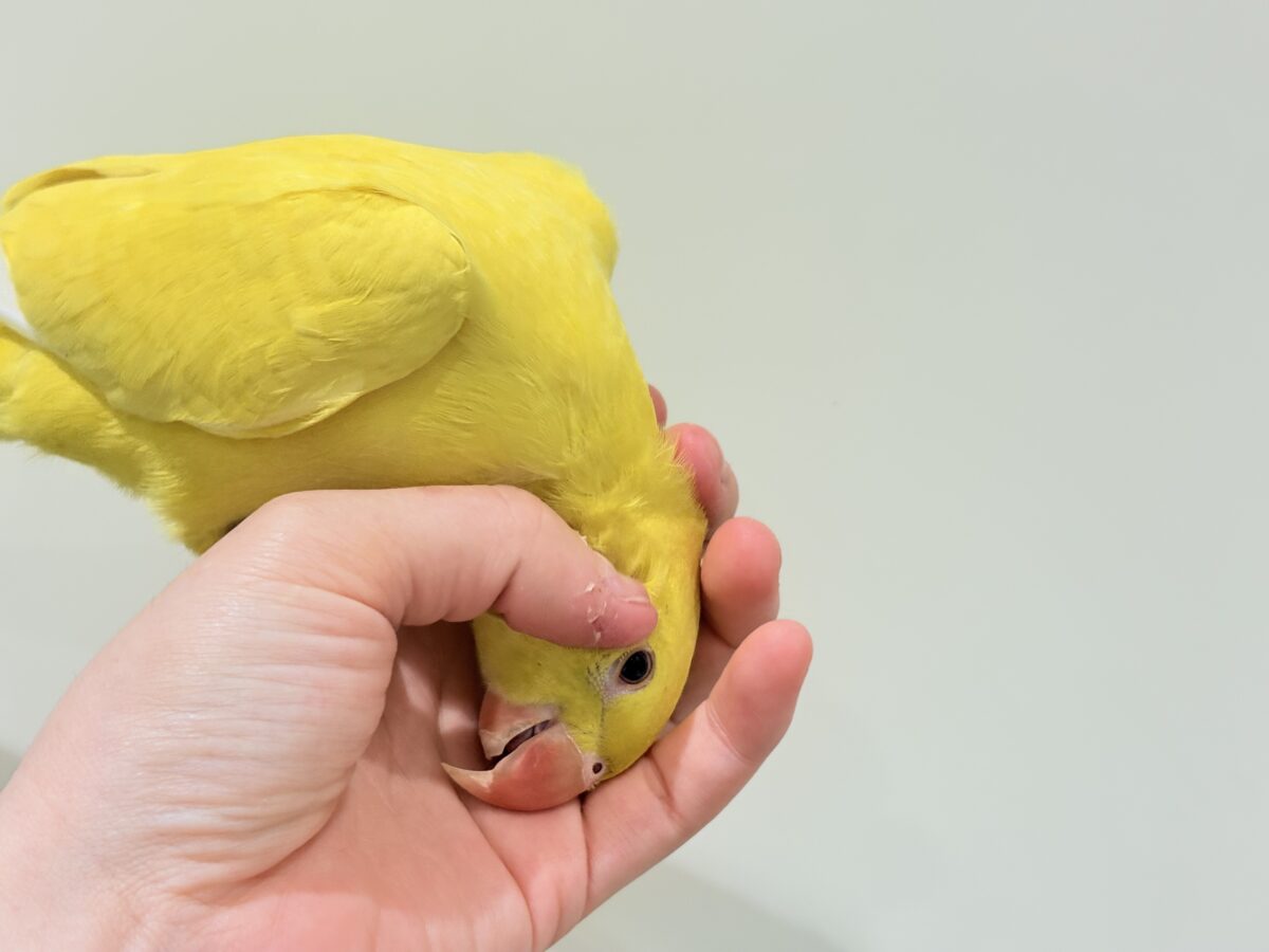 【最新画像更新🪄ひとり餌になりました☆】千葉店初🌟みんなをメロメロにさせちゃうゾ🐥🪇ワカケホンセイインコ(ルチノー) ヒナ ワカケホンセイインコ(月の輪インコ)