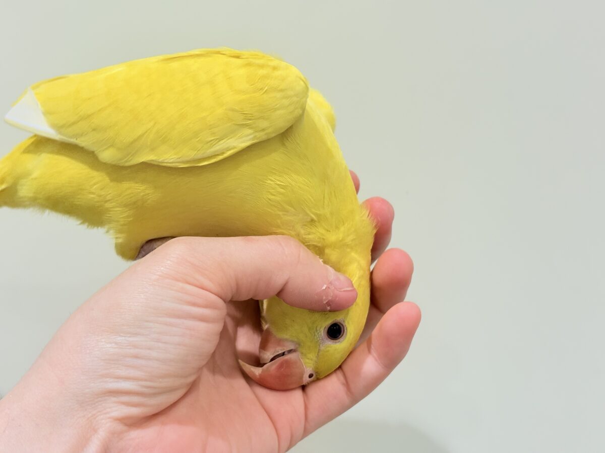 【最新画像更新🪄ひとり餌になりました☆】千葉店初🌟みんなをメロメロにさせちゃうゾ🐥🪇ワカケホンセイインコ(ルチノー) ヒナ ワカケホンセイインコ(月の輪インコ)