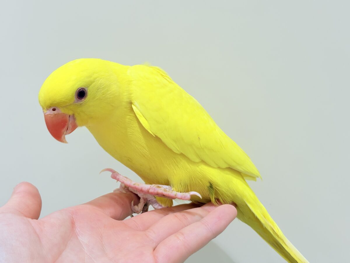 ワカケホンセイインコ（月の輪インコ）