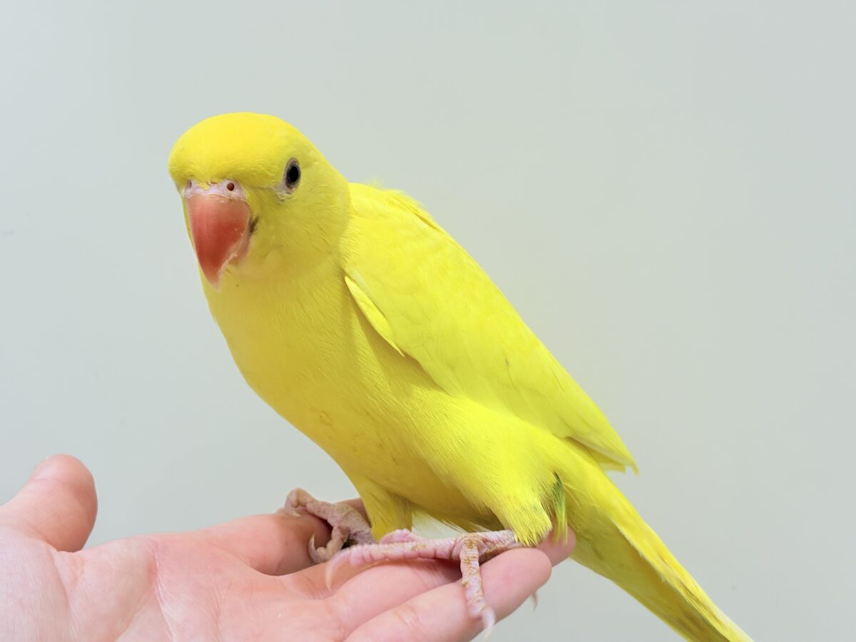 【最新画像更新🪄ひとり餌になりました☆】千葉店初🌟みんなをメロメロにさせちゃうゾ🐥🪇ワカケホンセイインコ(ルチノー) ヒナ ワカケホンセイインコ(月の輪インコ)