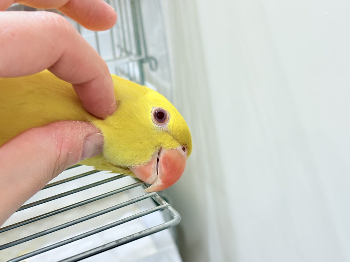 ワカケホンセイインコ（月の輪インコ）