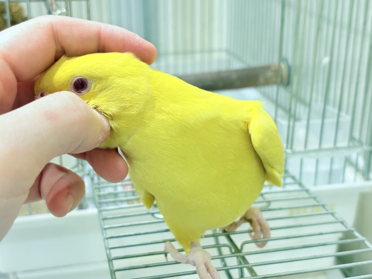 【最新画像更新🪄ひとり餌になりました☆】千葉店初🌟みんなをメロメロにさせちゃうゾ🐥🪇ワカケホンセイインコ(ルチノー) ヒナ ワカケホンセイインコ(月の輪インコ)