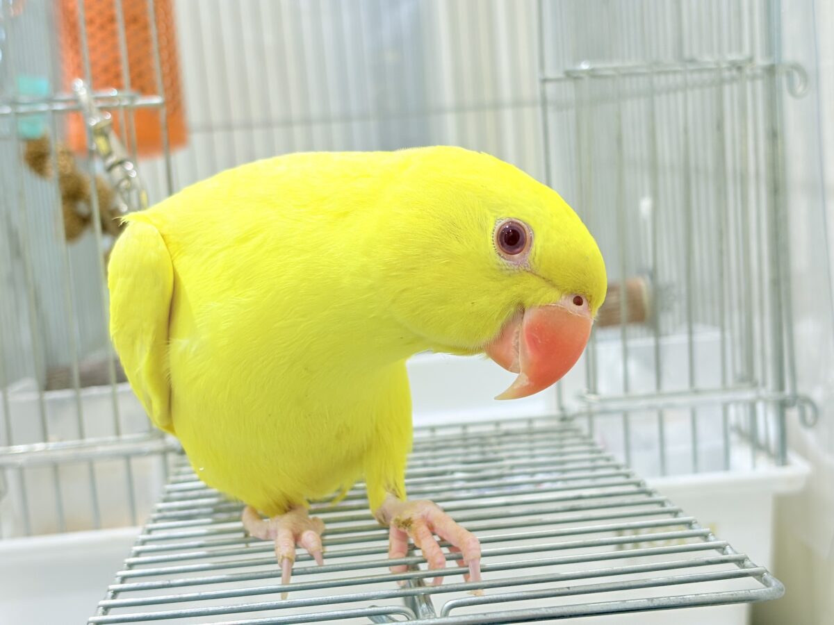 【最新画像更新🪄ひとり餌になりました☆】千葉店初🌟みんなをメロメロにさせちゃうゾ🐥🪇ワカケホンセイインコ(ルチノー) ヒナ ワカケホンセイインコ(月の輪インコ)