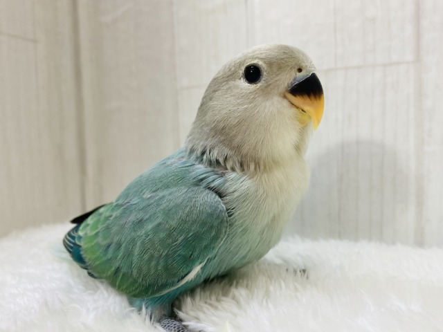 最新画像有ります🌱るんるん気分は青リンゴ🍏💚コザクラインコ（ブルーチェリーオパーリン）⭐️