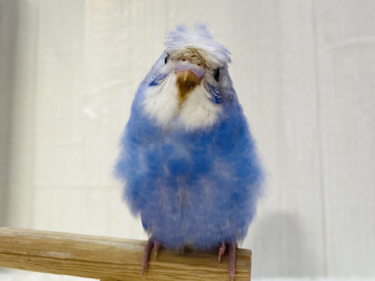 最新画像有ります⭐️あと一羽❗️個性溢れるオシャレヘア〜🪶💕セキセイインコ梵天軍団‼️