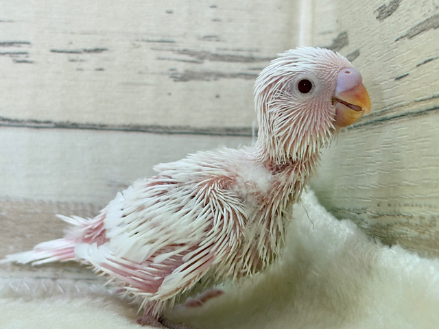 未来は純白天使ちゃん🐣🤍セキセイインコ(アルビノ) ヒナ 未来は純白天使ちゃん🐣🤍セキセイインコ(アルビノ) ヒナ