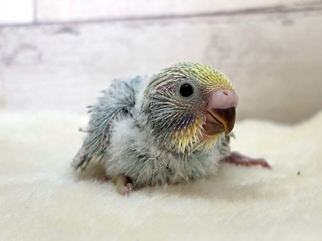 ひと足お先に常夏デビュー🐣🌺⛱セキセイインコ(パステルレインボー) ヒナ ひと足お先に常夏デビュー🐣🌺⛱セキセイインコ(パステルレインボー) ヒナ