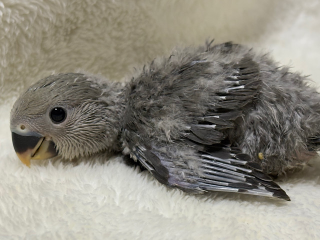 落ち着きカラーの魅力溢れる🐣🩶コザクラインコ(モーブ) ヒナ 落ち着きカラーの魅力溢れる🐣🩶コザクラインコ(モーブ) ヒナ