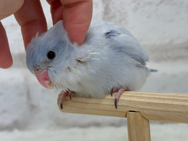 【最新画像更新🪄】色合いは淡く🫧存在感は濃いめ🐣💙マメルリハ(コバルトダイリュート) 男の子 ヒナ