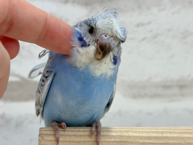 【最新画像更新🪄】背中にお花咲いてます🐣🌸梵天セキセイインコ(スパングル) ヒナ 【最新画像更新🪄】背中にお花咲いてます🐣🌸梵天セキセイインコ(スパングル) ヒナ