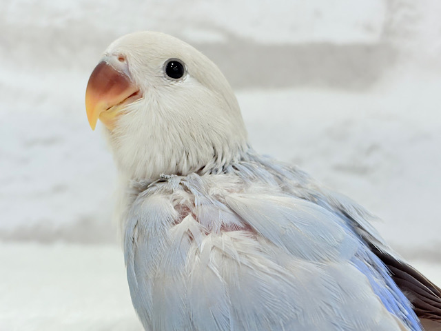 【最新画像更新🪄】ひと足お先に夏先取りです🐣🌊コザクラインコ(ターコイズシナモンオパーリン) ヒナ 【最新画像更新🪄】ひと足お先に夏先取りです🐣🌊コザクラインコ(ターコイズシナモンオパーリン) ヒナ