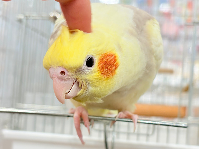 【最新画像更新🪄】ふんわりもちもち♡オカメインコ(シナモンパイド) ヒナ 【最新画像更新🪄】ふんわりもちもち♡オカメインコ(シナモンパイド) ヒナ