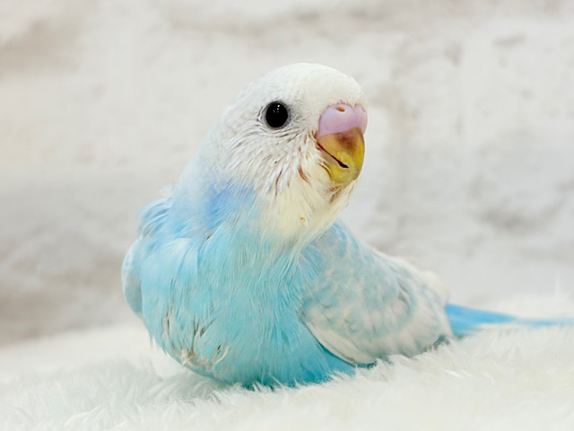 【あと1羽🐣】梅雨時期に輝く紫陽花カラー🐣🪻🫧セキセイインコ(スパングル) ヒナ 【あと1羽🐣】梅雨時期に輝く紫陽花カラー🐣🪻🫧セキセイインコ(スパングル) ヒナ