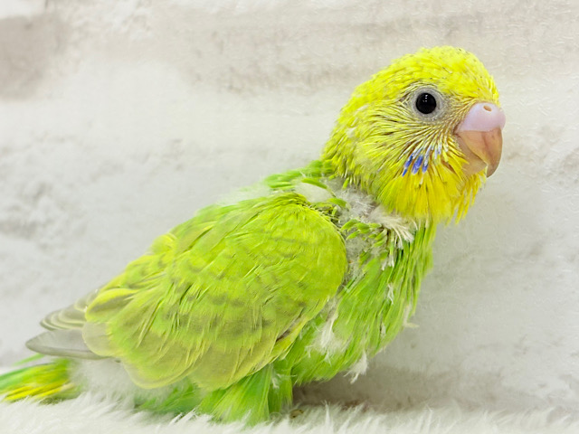 【あと1羽🐣】森林浴で癒される〜🌳🫧セキセイインコ ヒナ 【あと1羽🐣】森林浴で癒される〜🌳🫧セキセイインコ ヒナ