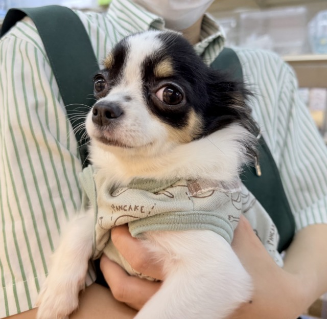 更新📷牛さんのような模様のチワワちゃん! 更新📷牛さんのような模様のチワワちゃん!