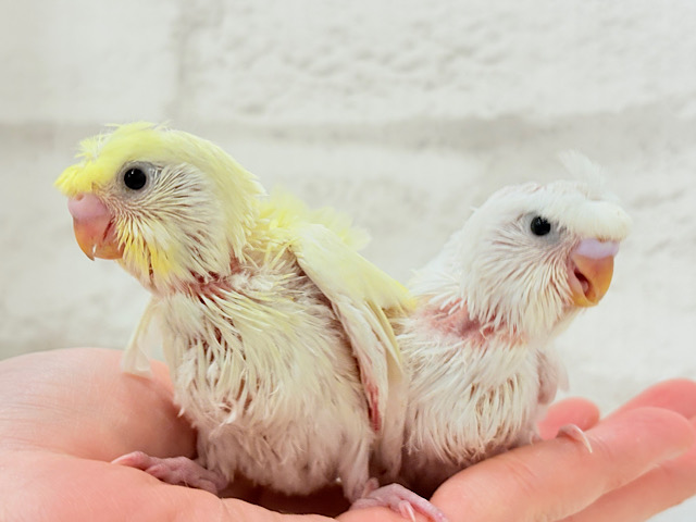 【最新画像更新🪄】個性的ふたご天使がやって来た🐣💖梵天セキセイインコ ヒナ 【最新画像更新🪄】個性的ふたご天使がやって来た🐣💖梵天セキセイインコ ヒナ