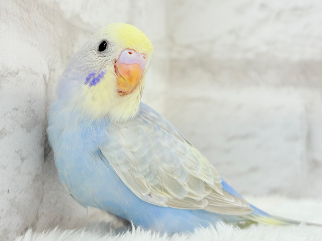 【最新画像更新🪄】透明感たっぷり🫧淡々パステルちゃん🐣🩵セキセイインコ(パステルレインボー) ヒナ 【最新画像更新🪄】透明感たっぷり🫧淡々パステルちゃん🐣🩵セキセイインコ(パステルレインボー) ヒナ