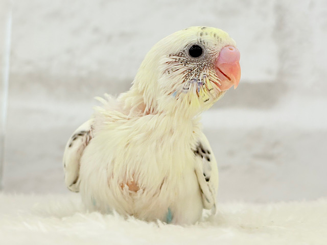 【最新画像更新🪄】ふんわり優しいクリームちゃん🐣🧁💖セキセイインコ(四色ハルクイン) ヒナ 【最新画像更新🪄】ふんわり優しいクリームちゃん🐣🧁💖セキセイインコ(四色ハルクイン) ヒナ