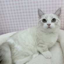 最新📷真っ白で短足なマンチカンちゃん！
