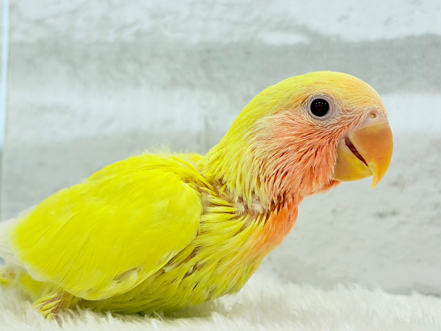 【最新画像更新🪄】サンサン輝く太陽さん🐣☀️コザクラインコ(ルチノー) ヒナ 【最新画像更新🪄】サンサン輝く太陽さん🐣☀️コザクラインコ(ルチノー) ヒナ