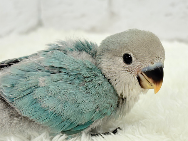 【最新画像更新🪄】わた毛卒業まで見守っててね♡コザクラインコ(ブルーチェリー) ヒナ 【最新画像更新🪄】わた毛卒業まで見守っててね♡コザクラインコ(ブルーチェリー) ヒナ