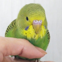 最新画像更新✨しましま🌀逆に希少カラー🍀ノーマルカラーのセキセイインコ(ヒナ)入荷しました❤️