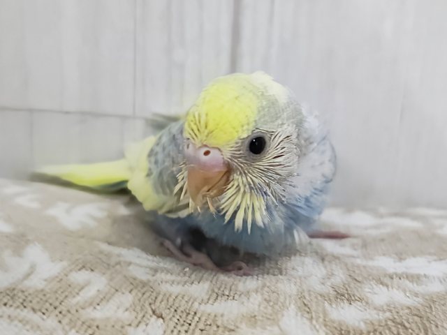 ピヨピヨ〜🐥⸒⸒元気いっぱいに鳴くよ♪セキセイインコのヒナ(パステルレインボーパイド)のヒナ入荷しました❤️