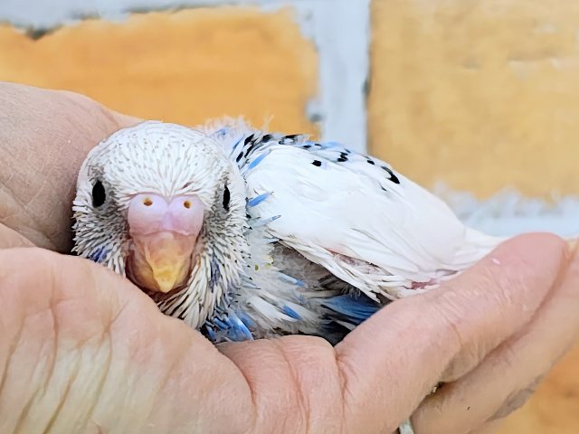 青い海と白い波でさわやか～🏄なセキセイインコのヒナ(ブルーパイド)入荷しました❤️