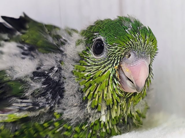 ピーヒョロロ♪お目目がクリっと大きい♡サザナミインコのヒナ(ノーマル)入荷しました❤️