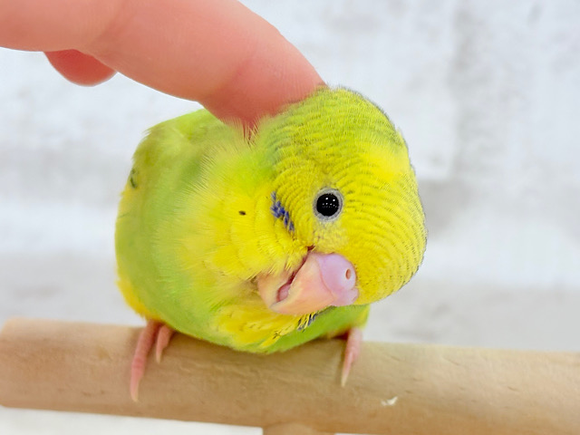 【最新画像更新🪄】目指せ甘え上手No.1🐣👑セキセイインコ(パイド) ヒナ 【最新画像更新🪄】目指せ甘え上手No.1🐣👑セキセイインコ(パイド) ヒナ