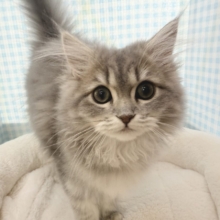 最新📷あどけないサイベリアンちゃん☺️