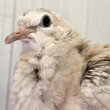 もふもふのBIGピジョン❗️ジュズカケバトの若さん🌟