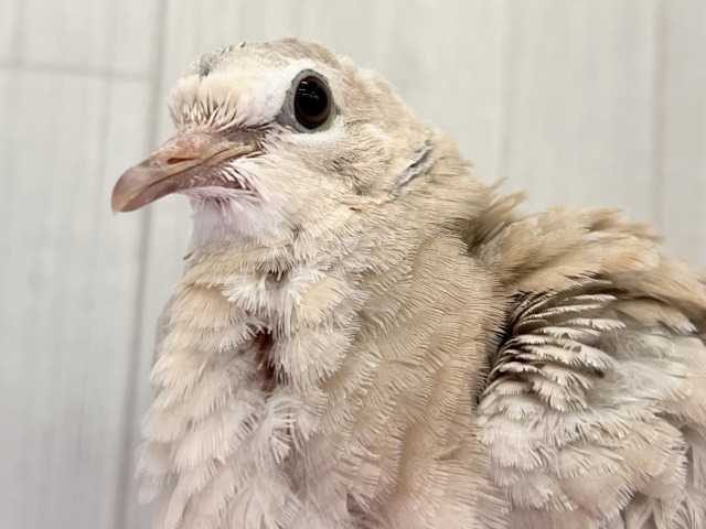 もふもふのBIGピジョン❗️ジュズカケバトの若さん🌟 もふもふのBIGピジョン❗️ジュズカケバトの若さん🌟