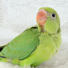 【最新画像更新🪄】可愛らしい鳴き声に癒される🦜🫧ワカケホンセイインコ(グリーン) ヒナ