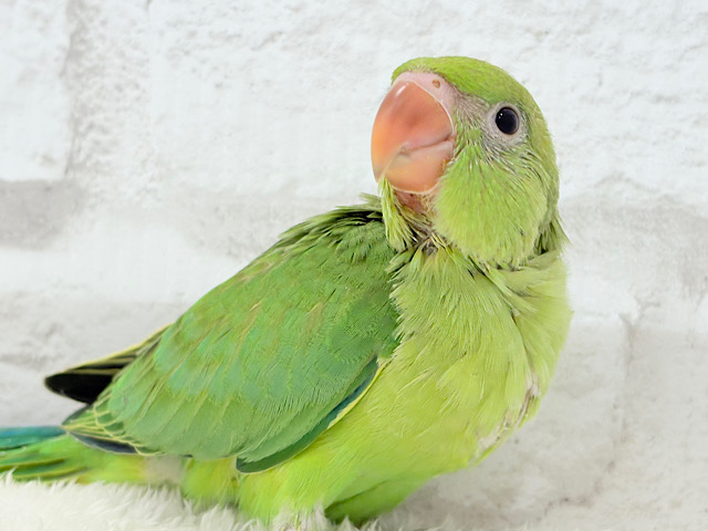 【最新画像更新🪄】可愛らしい鳴き声に癒される🦜🫧ワカケホンセイインコ(グリーン) ヒナ 【最新画像更新🪄】可愛らしい鳴き声に癒される🦜🫧ワカケホンセイインコ(グリーン) ヒナ