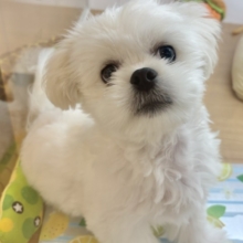 このクセになる可愛さを知ったら終わり…♥チワペキくん！