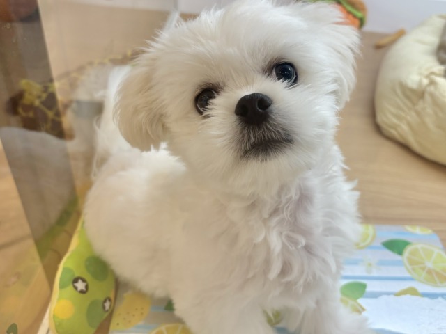 このクセになる可愛さを知ったら終わり…♥チワペキくん！