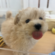 キュンキュ〜〜ンが鳴り止まない♥マルプーくん！