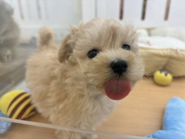 キュンキュ〜〜ンが鳴り止まない♥マルプーくん！