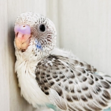 モダンでｷｭｰﾃｨｰ💞たっぷりゴマふりふり🎶のセキセイインコの白ハルクイン🤍