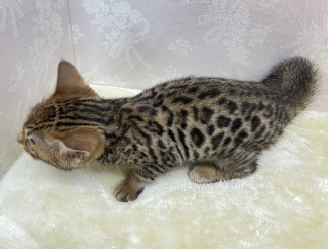 高い所大好き💖ベンガル(ブラウンスポテッドタビー)🤎2026年2月4日生まれ ベンガル