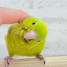 【最新画像・動画更新🪄ひとり餌になりました‪☆】大食い女王の座は譲らないっ🐣👑マメルリハ(アメリカンイエロー) 女の子 ヒナ