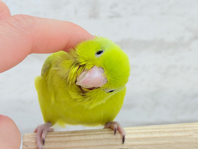 【最新画像・動画更新🪄ひとり餌になりました☆】大食い女王の座は譲らないっ🐣👑マメルリハ(アメリカンイエロー) 女の子 ヒナ 【最新画像・動画更新🪄ひとり餌になりました☆】大食い女王の座は譲らないっ🐣👑マメルリハ(アメリカンイエロー) 女の子 ヒナ